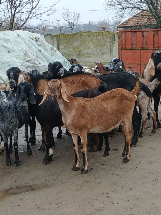 Vând 3 țapi și 14 capre anglonubiene
