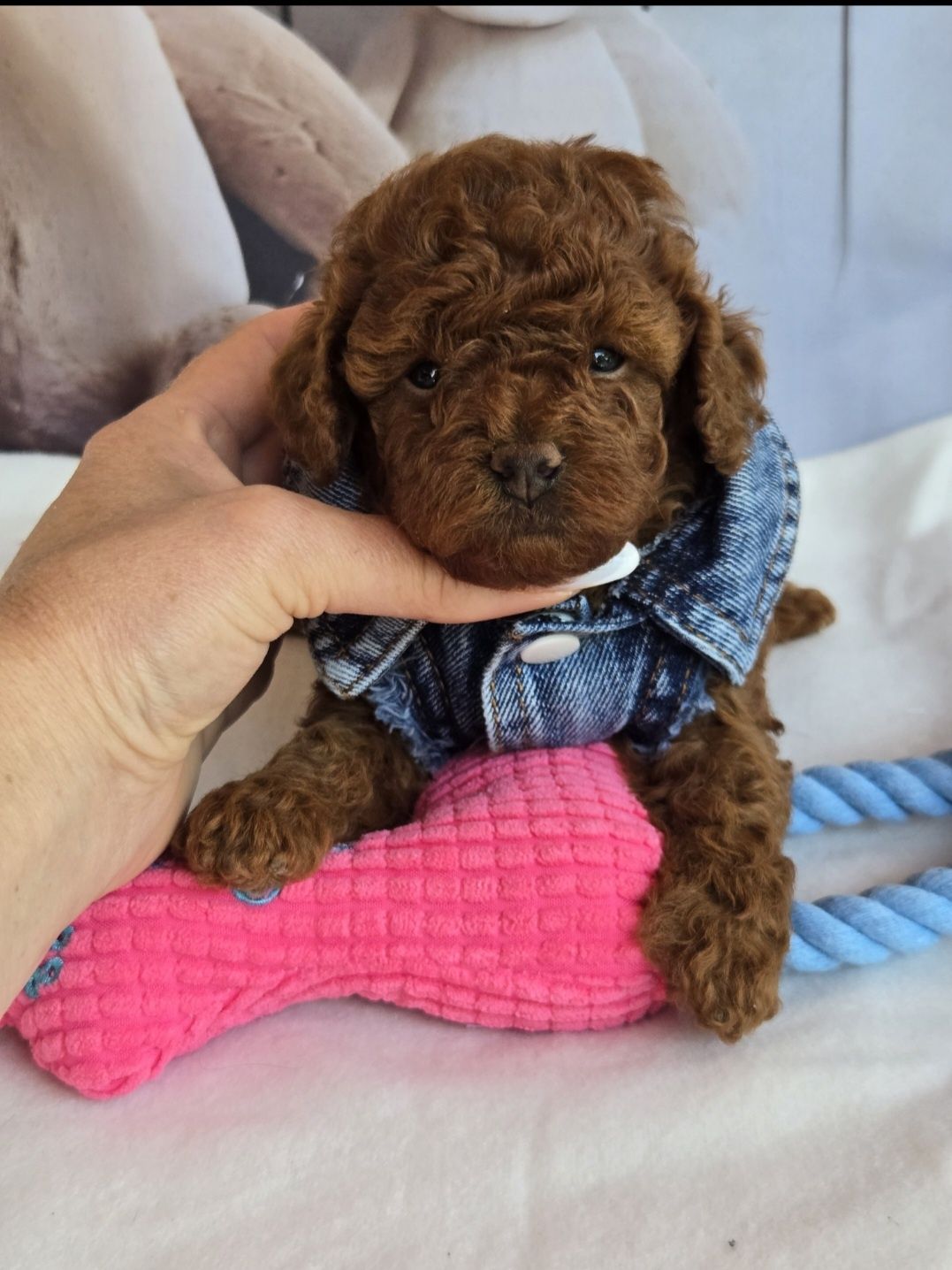 Пудел той Poodle toy с родословие момиче