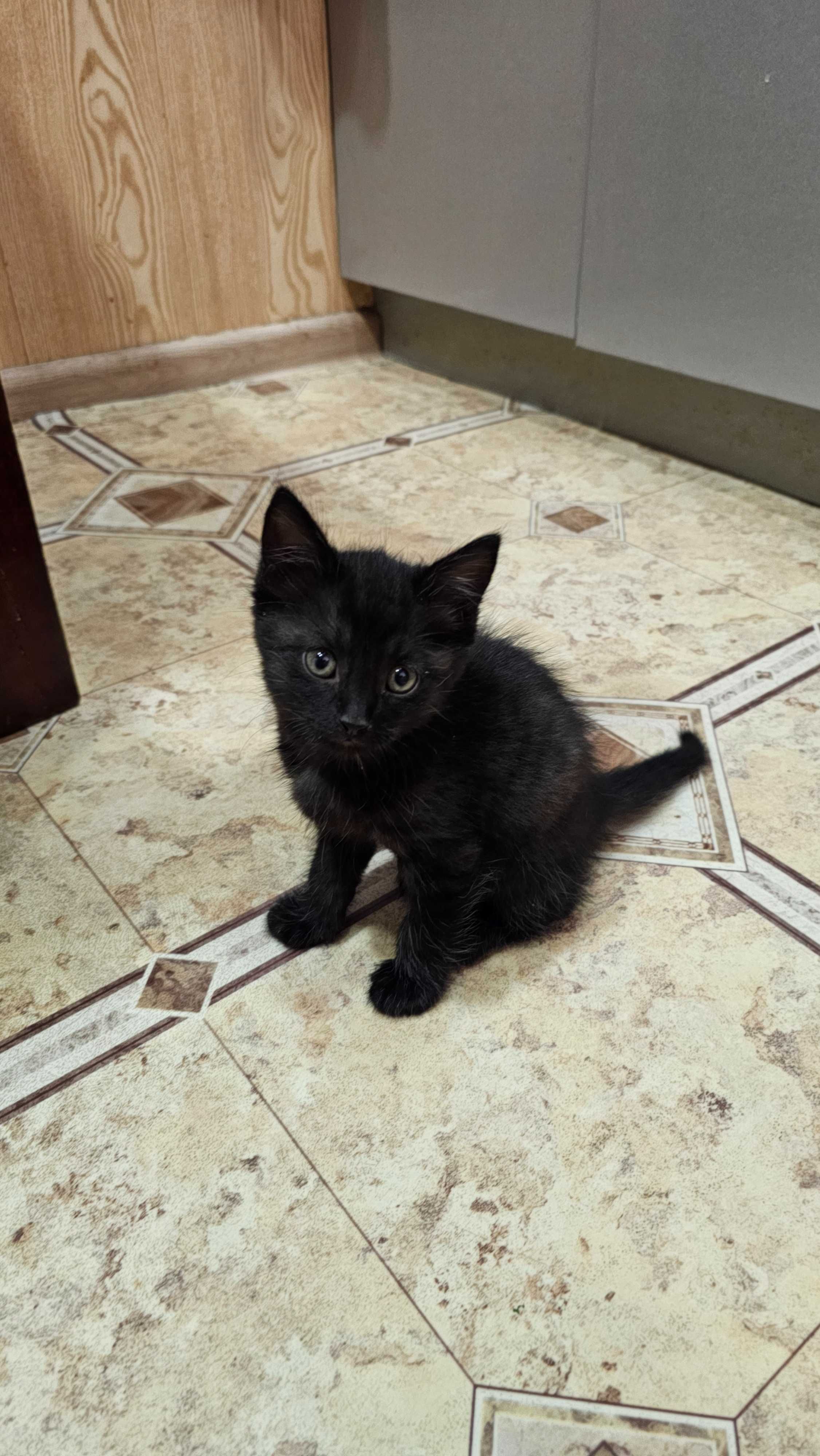 Отдаю в хорошие заботливые руки чёрного котёнка на удачу !