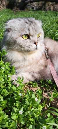 Кошка породы хайленд фолд(шотландская вислоухая длинношёрстная)
