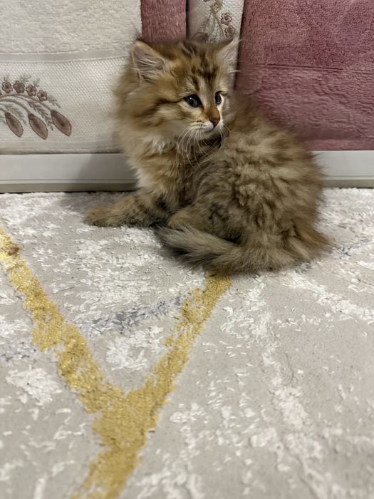 Отдам в добрые руки пушистого котенка