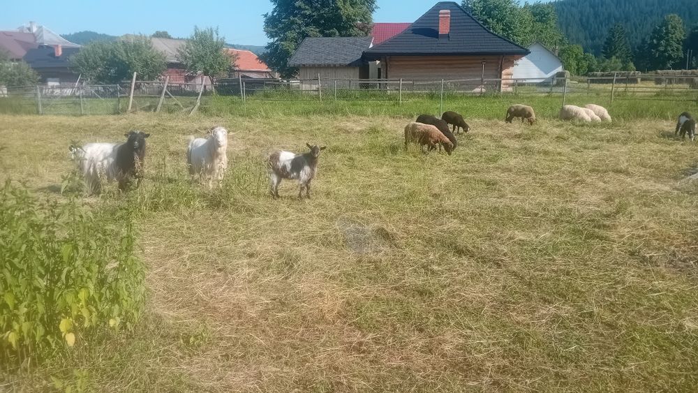 tapi de vanzare carpatin