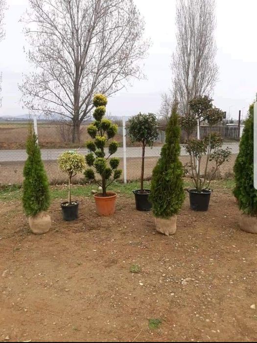 Plante ornamentale