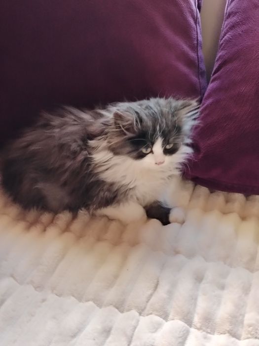 Очарователно персийско котенце