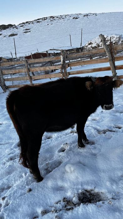 Сиырлар сатылады