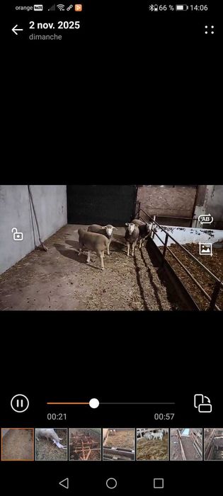 Mieluțe ile de france cu certificat de origine.