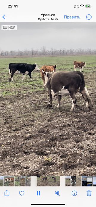 Семиз 3 бас бойдак сиырлар бар согымга