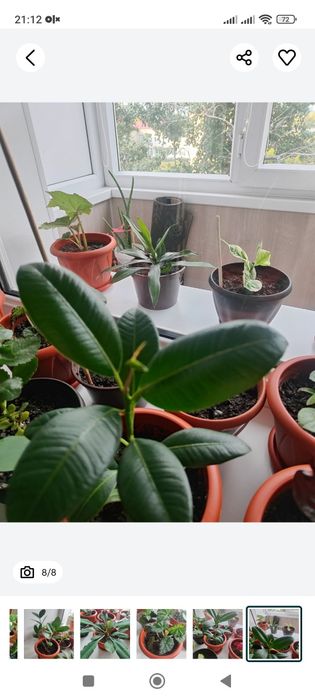 Комнатные цветы  , растения