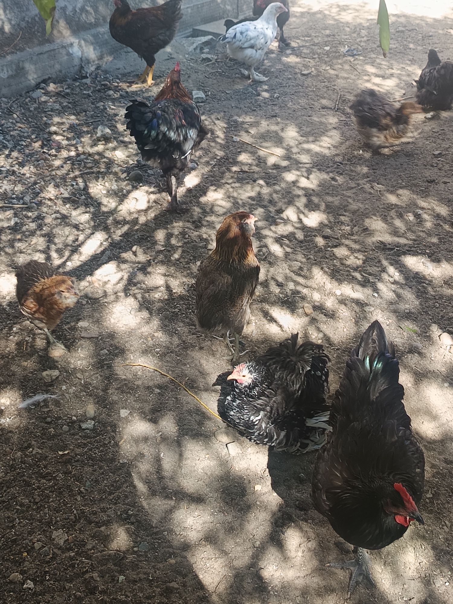 Cocoși de rasă  4 și 5 luni