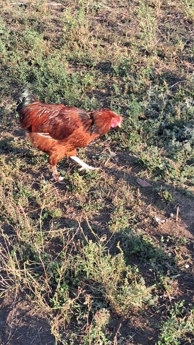 Cocosi sussex portelan  tineri si de alte rase