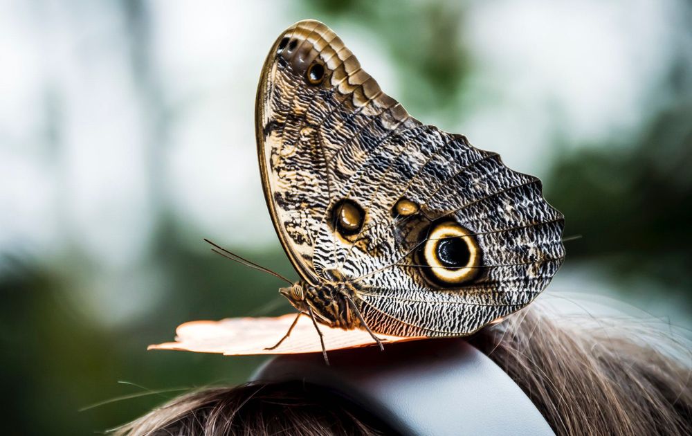 Nikon AF-S 55-200mm f/4-5.6G ED VR обектив Никон