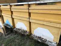 Vans stupi din stupina ecologica