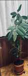 Plantă Ficus Satu Mare