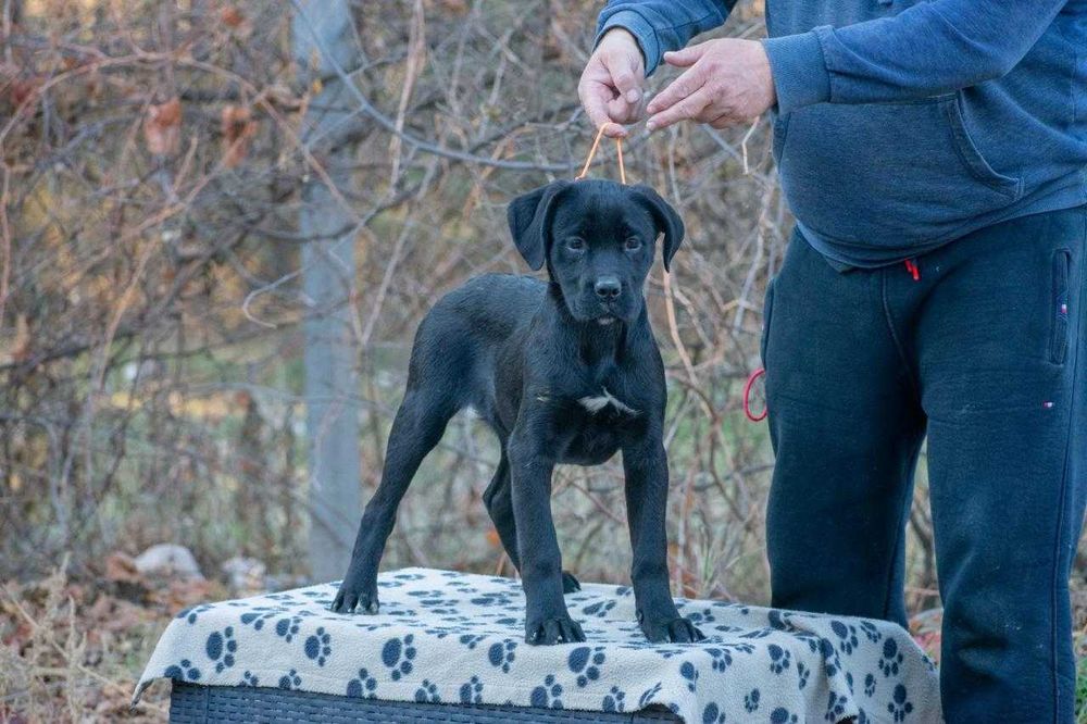 Cane corso femela 4 luni