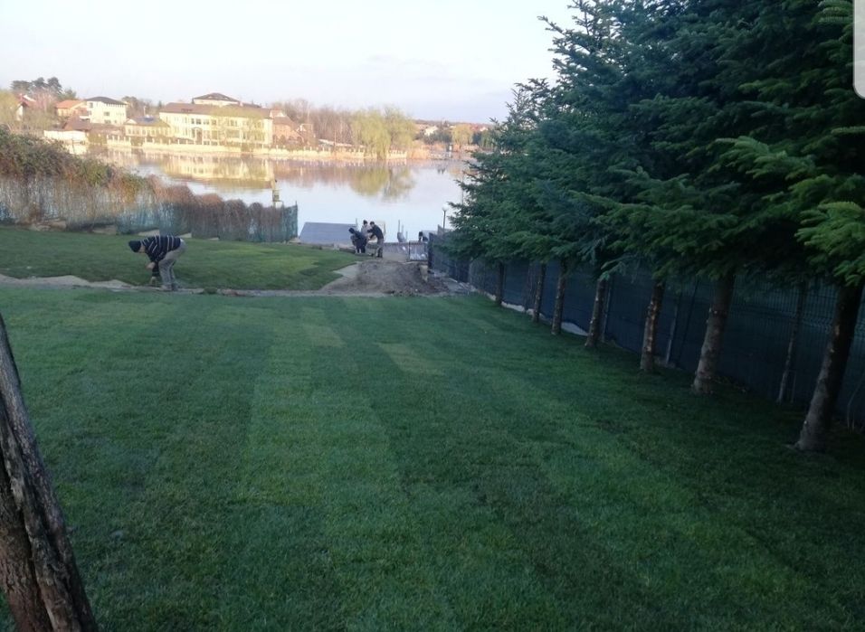 Gazon rulou sport/ tuia Smaragd/ asiguram transport și montaj