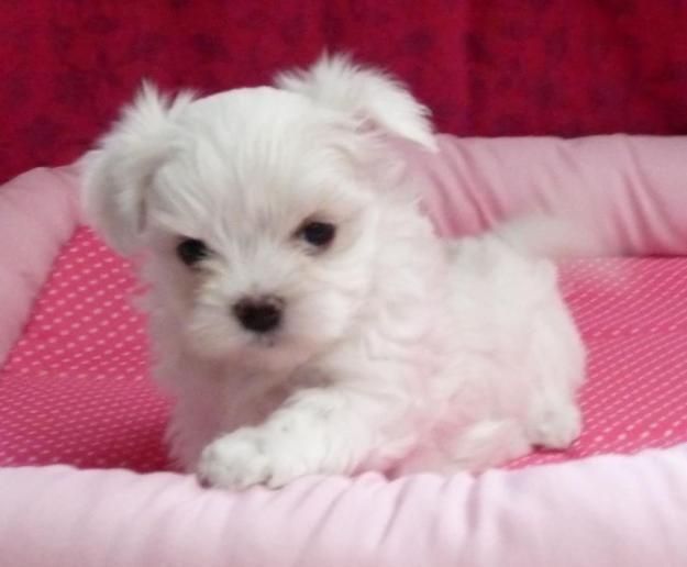 Bichon maltez mini toy