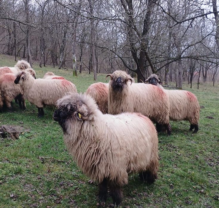 Vând 10 oi și un berbec.