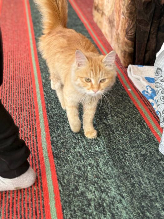 Zotli muwuk sotiladii srocna