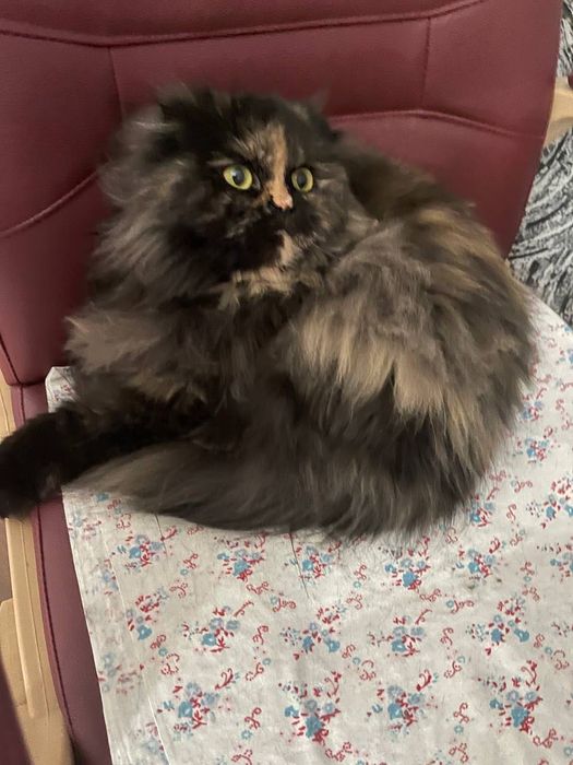 Отдам в добрые руки шотландскую вислоухую кошечку (трихколор)