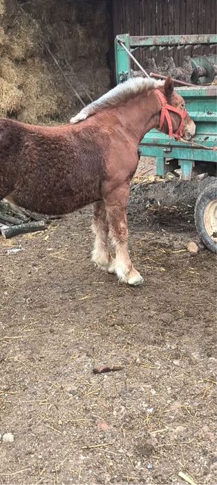 Vand manza de 7 luni