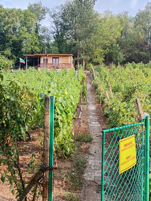 Продавам лозе и постройка тип вила