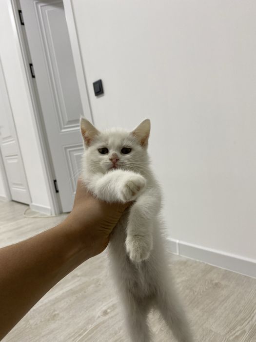 Skotish strayt mushugi sotiladi