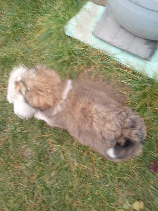 Catei Pentru Adoptie S.O.S