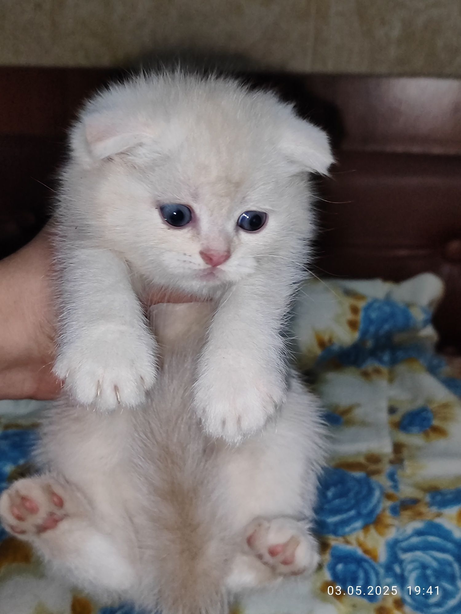 Продается Шотландский Скоттиш фолд