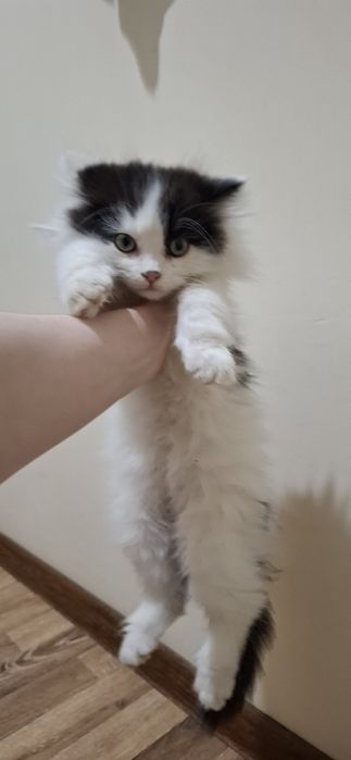 Отдам кошку и котенка в добрый руки