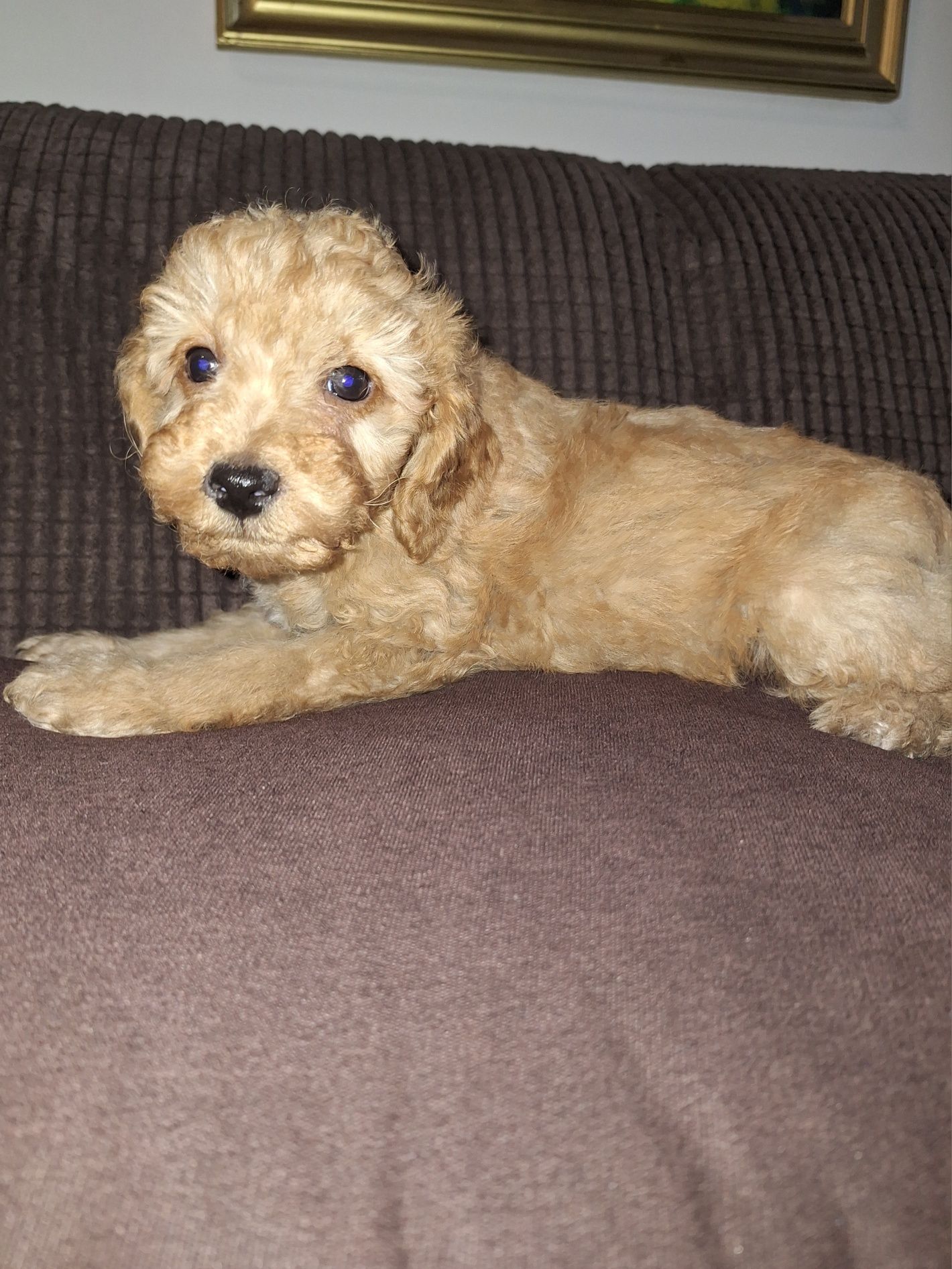 Pudel/caniche pitic