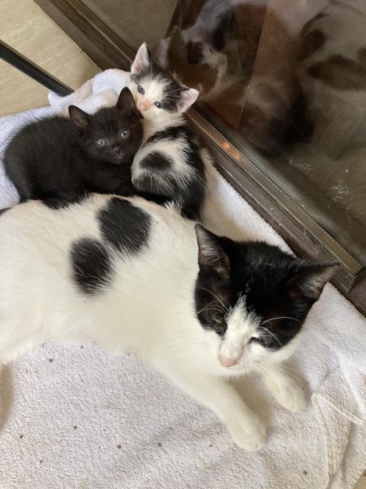 Подаряваме котенца