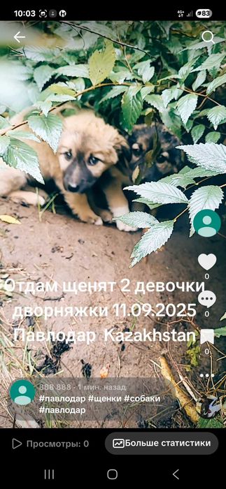 Отдам Щенят дворняжки две девочки