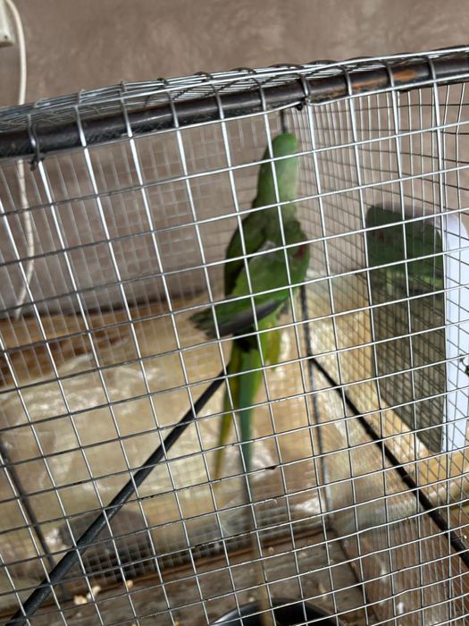 Marele Papagal Alexander