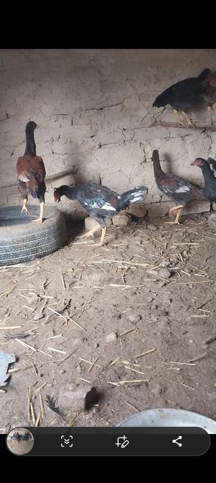 Dakan jojalar sotiladi