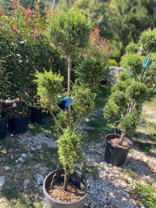 Plante ornamentale rezistente, perfecte pentru grădină