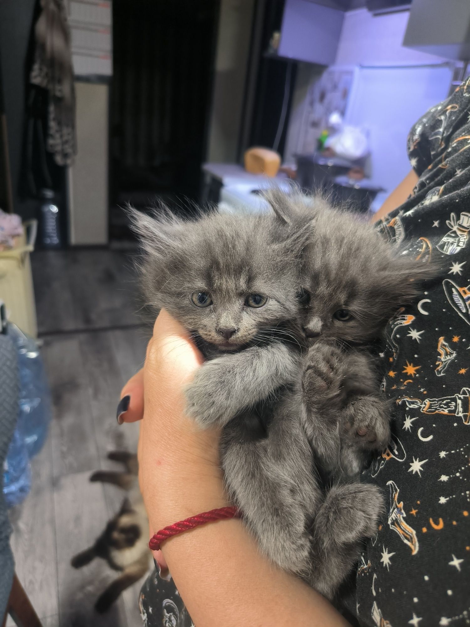 Продаются чудесные котята,приученные к лотку,кушают сами.