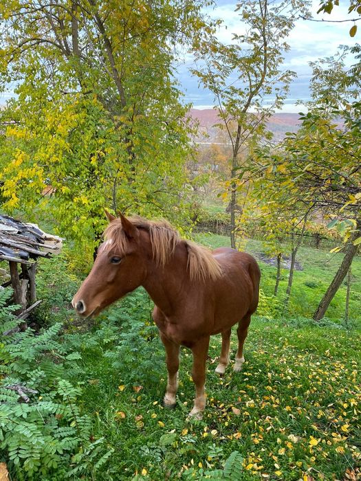 Vând iapă și cârlană semigrele