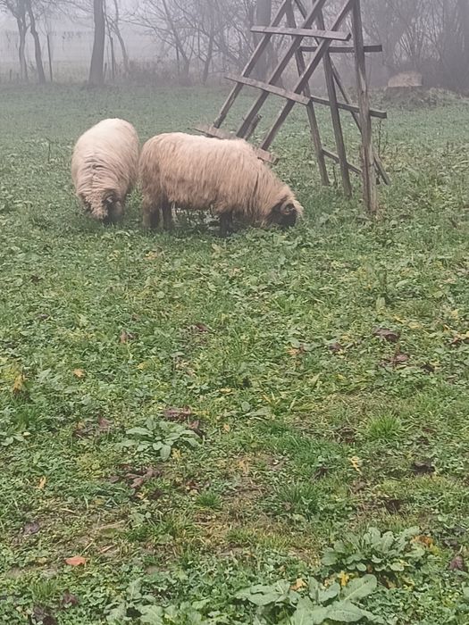 Două oi disponibile