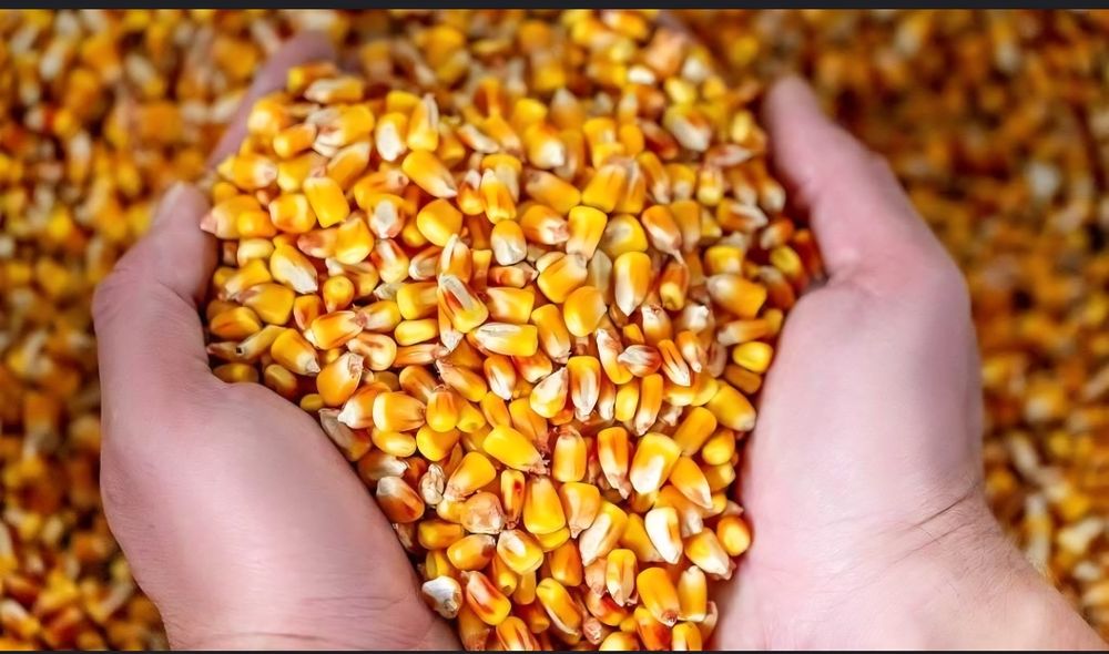 Vand porumb  producție 2025 /25 lei/banita