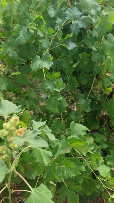 Vând struguri de vin producție 2025