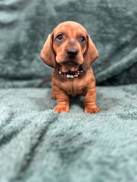 Catel teckel tekel cu Pedigree FCI