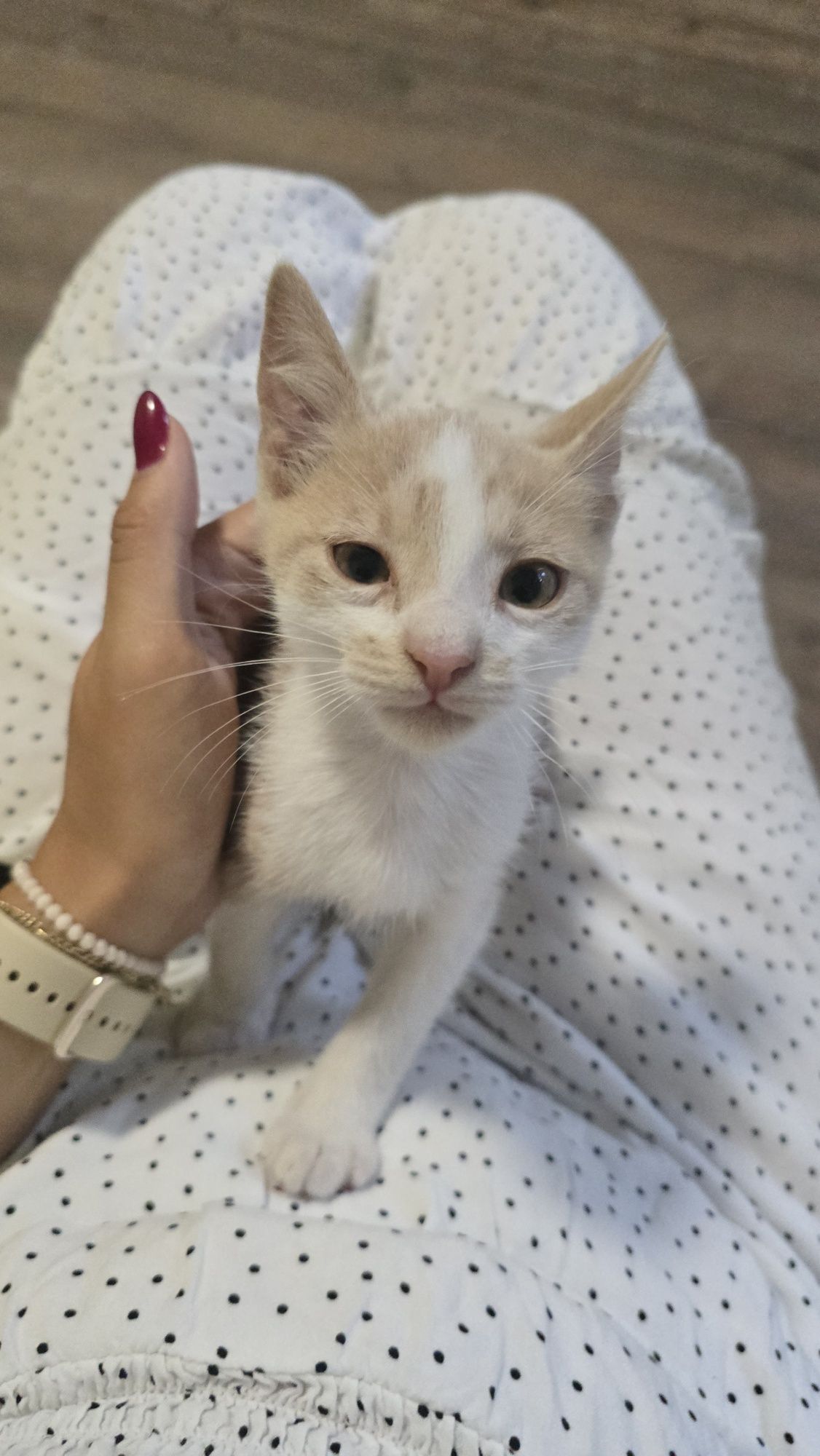 Бебе коте търси дом