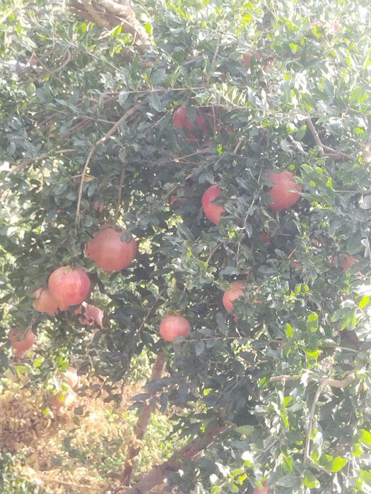 Гранат на продажу со своего огорода