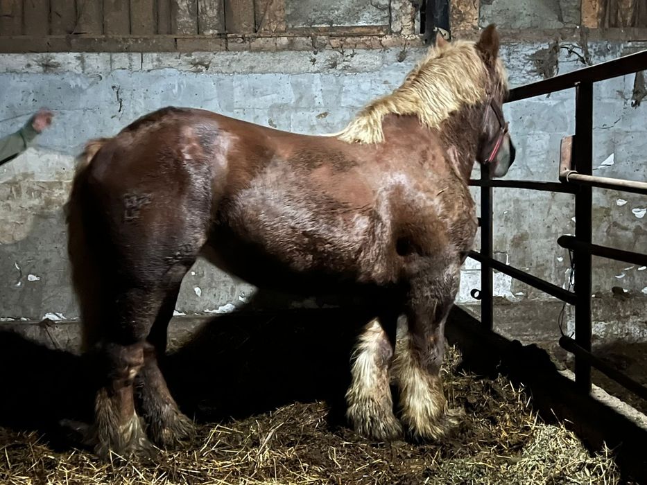 Iapa de vanzare monta ecografiata