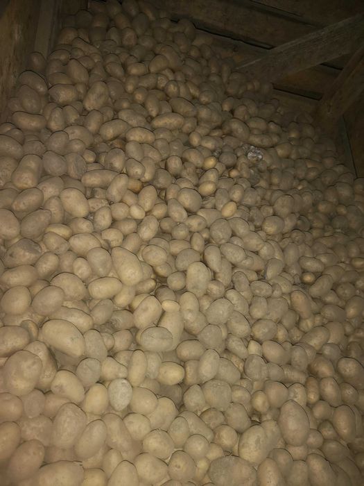 Cartofi amestec pentru animale