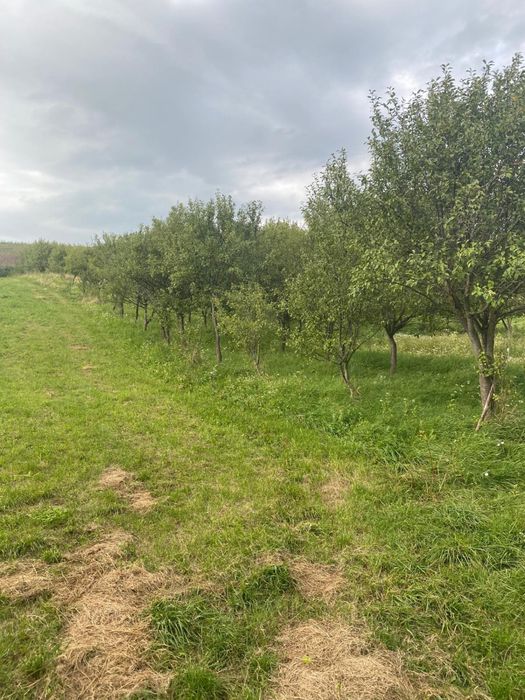 TEREN intravilan de vanzare 4500mp Sat.COMSESTI JUD.CLUJ