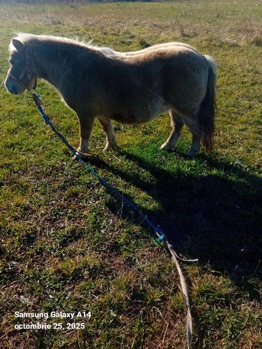 Cal de vanzare Nalatvad Ion Batalan