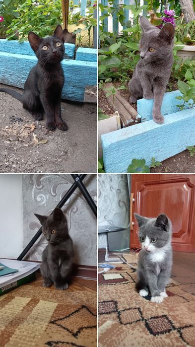 Отдам в добрые руки