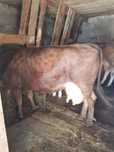 Vaca de vanzare fatata de cateva zile