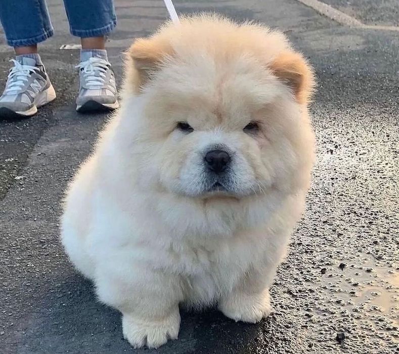 Chow Chow Mascul - 8 săptămâni, Carnet de Sănătate